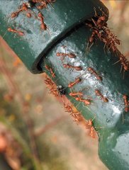 Oecophylla smaragdina