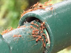 Oecophylla smaragdina