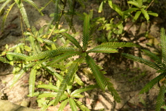 Phyllanthus watsonii