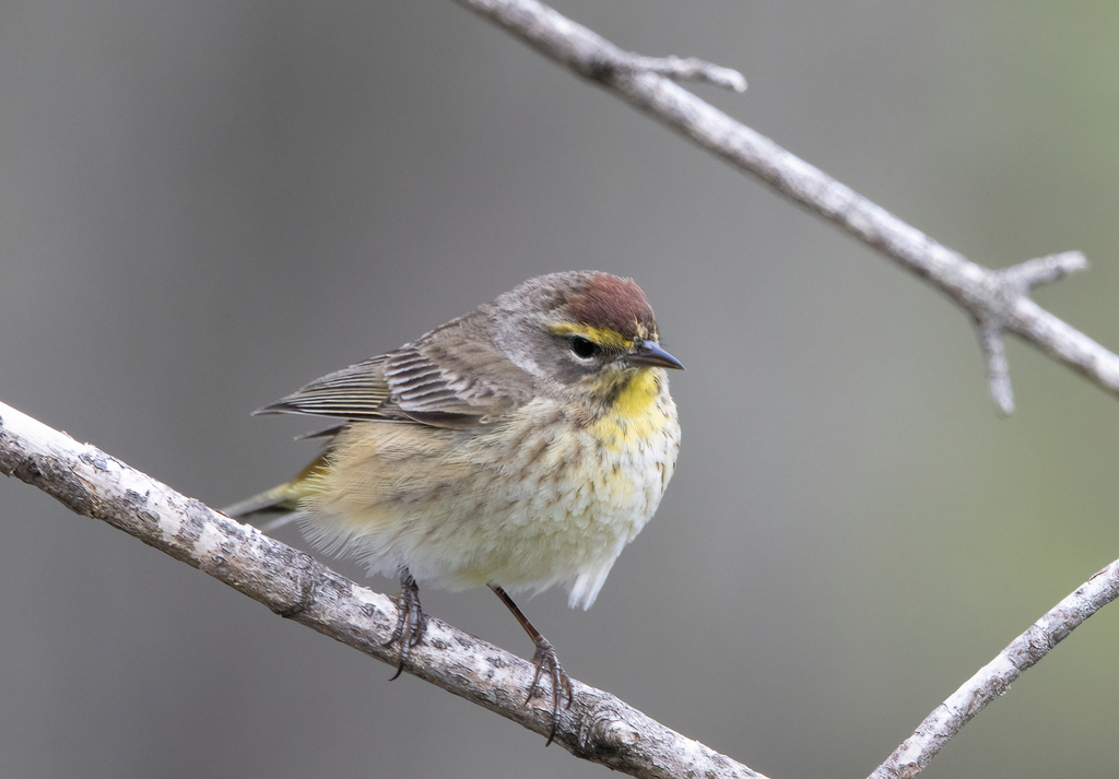 Palm Warbler
