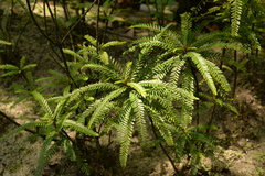 Phyllanthus watsonii