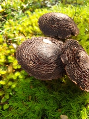 Cortinarius ursus