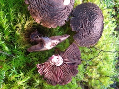 Cortinarius ursus
