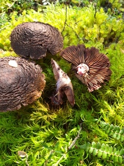 Cortinarius ursus