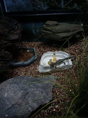 Oligosoma lineoocellatum