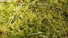 Hypnum jutlandicum