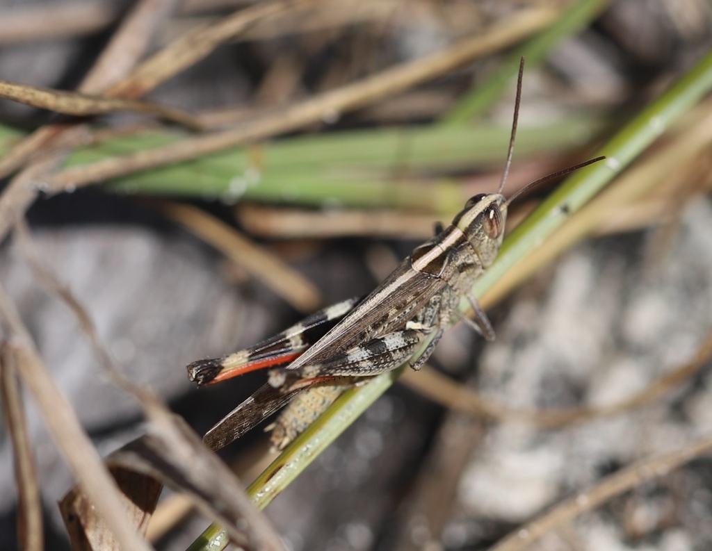 Rhammatocerus cyanipes