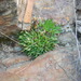 Haworthia zantneriana zantneriana - Photo (c) kevinjolliffe, some rights reserved (CC BY-NC)