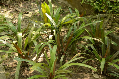 Mapania cuspidata observed 2019-04-29