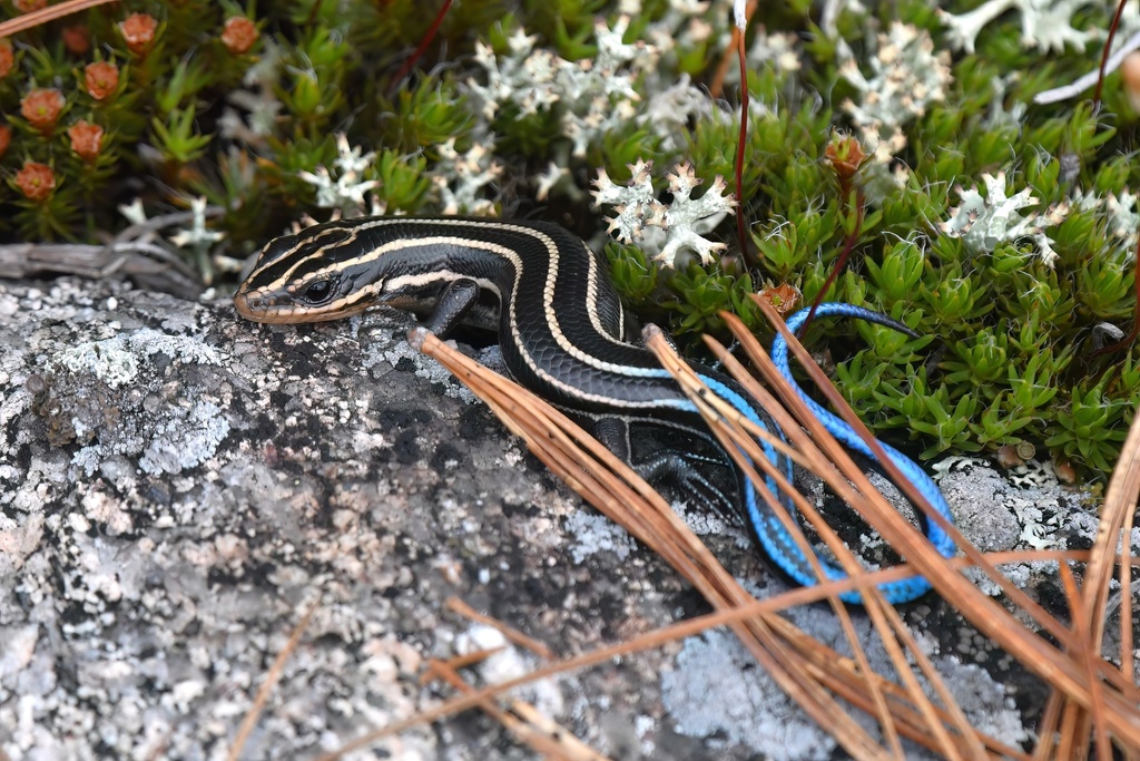 Common Five-lined Skink in May 2024 by edporopat · iNaturalist Canada