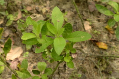 Gynura procumbens