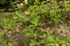 Gynura procumbens