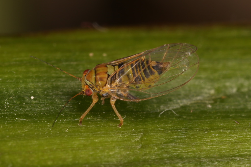 Cacopsylla visci