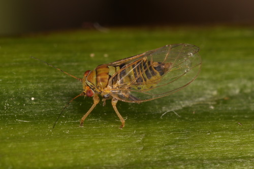 Cacopsylla visci