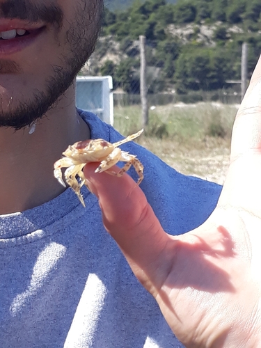 Portumnus lysianassa