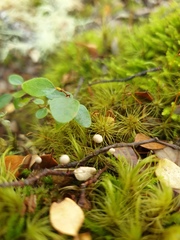 Marasmius gelatinosipes
