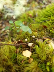 Marasmius gelatinosipes