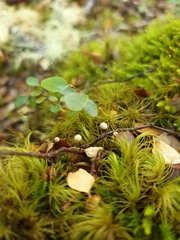 Marasmius gelatinosipes