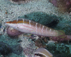 Pale-Barred Coris photo 5