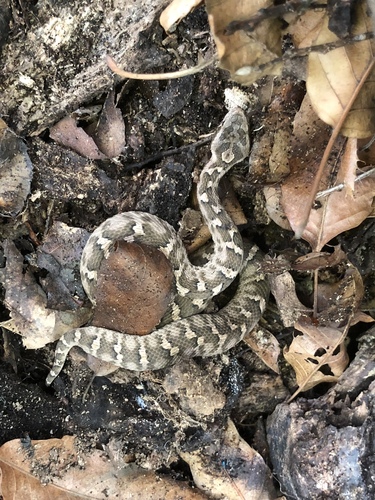 Photo of a Gloydius changdaoensis (Gloydius changdaoensis)