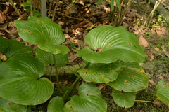 Proiphys amboinensis