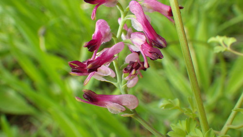 Image of Fumaria purpurea by no rights reserved