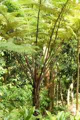 Sphaeropteris glauca