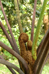 Sphaeropteris glauca