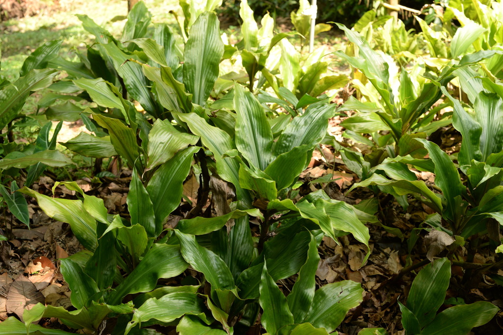 Amischotolype griffithii