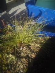 Isolepis sepulcralis