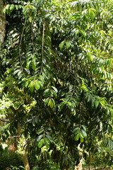 Garcinia atroviridis