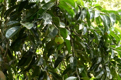 Garcinia atroviridis