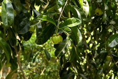 Garcinia atroviridis