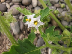 Solanum nitidibaccatum