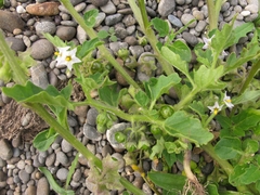 Solanum nitidibaccatum