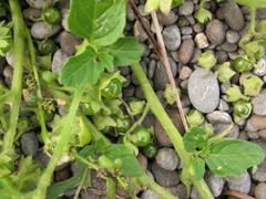 Solanum nitidibaccatum