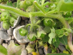 Solanum nitidibaccatum