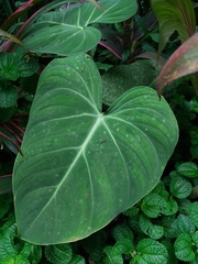 Philodendron gloriosum