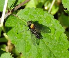 Chrysopilus thoracicus