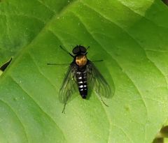 Chrysopilus thoracicus