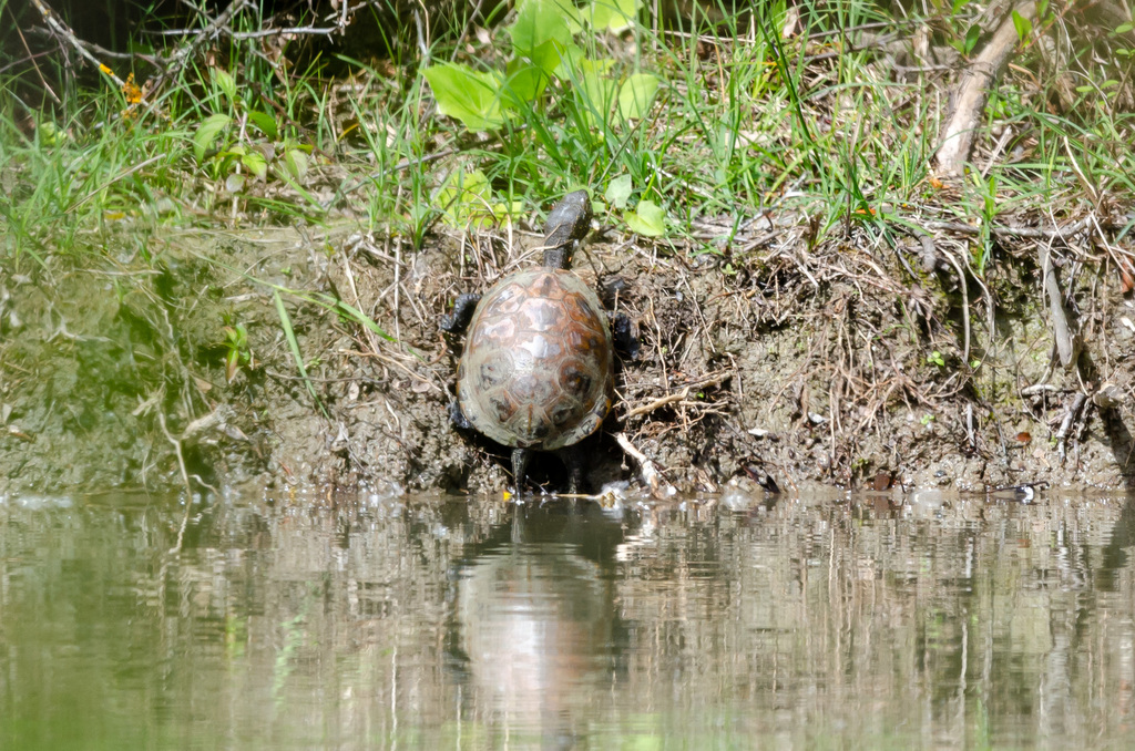 Ligurian Pond Turtle in April 2024 by Jessica Peruzzo · iNaturalist