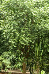 Ochanostachys amentacea