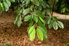 Ochanostachys amentacea