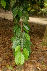 Ochanostachys amentacea