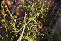 Osteospermum ciliatum