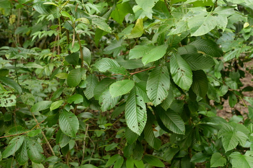 Tetracera scandens observed 2019-04-29