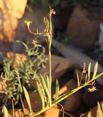 Osteospermum ciliatum