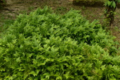 Selaginella plana