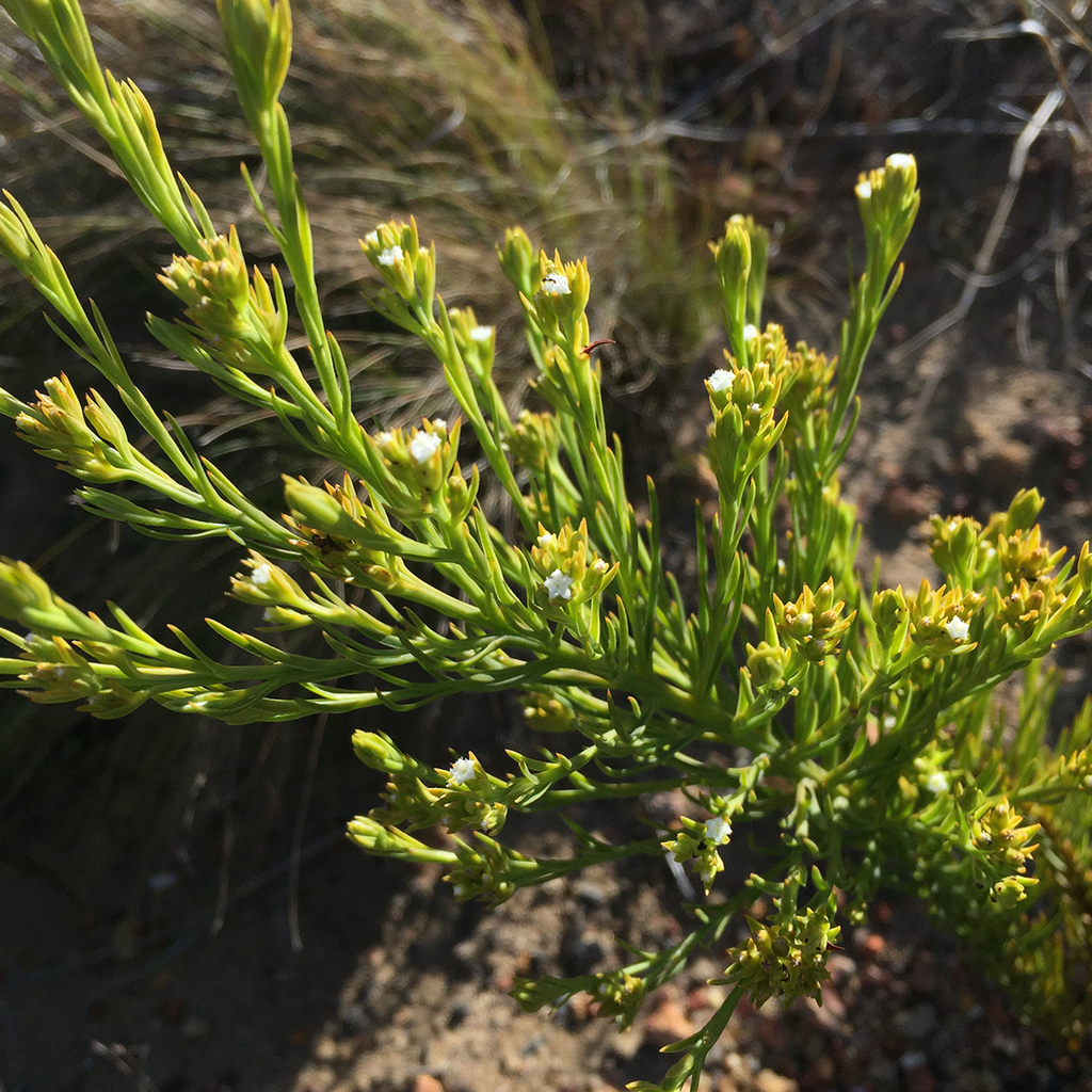Thesium schumannianum