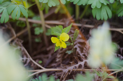 Viola uniflora